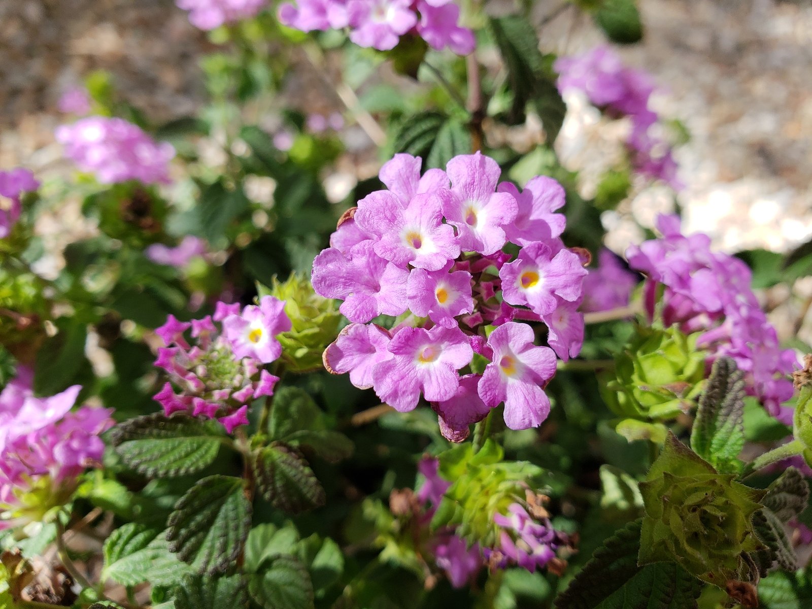 Florida Xeriscaping-Flowering-Low-Rise-Shrub-Of-FL