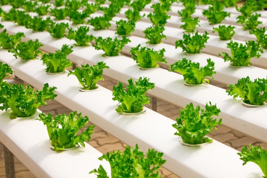 The Benefits of Vertical Farming and How You Can Get Started