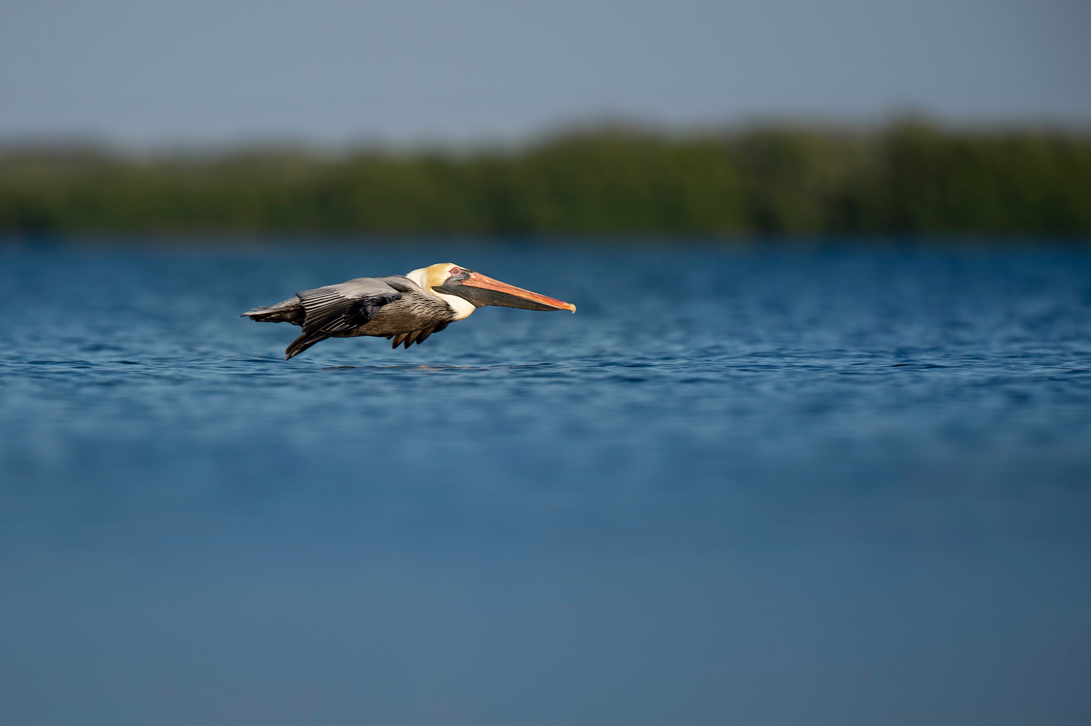 florida water conservation nature wildlife protect